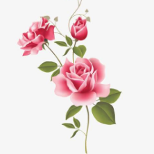 蔷薇分期封面icon